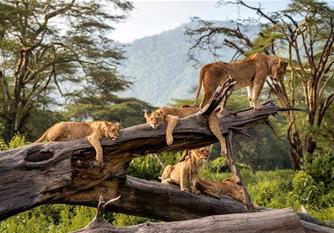 Zanzibar, ostrov koření a Safari 