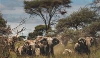 Zanzibar, ostrov koření a Safari 
