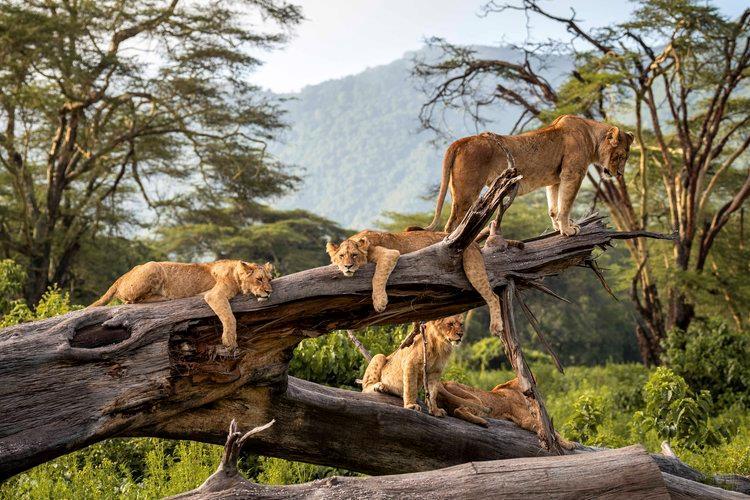 Zanzibar, ostrov koření a Safari 